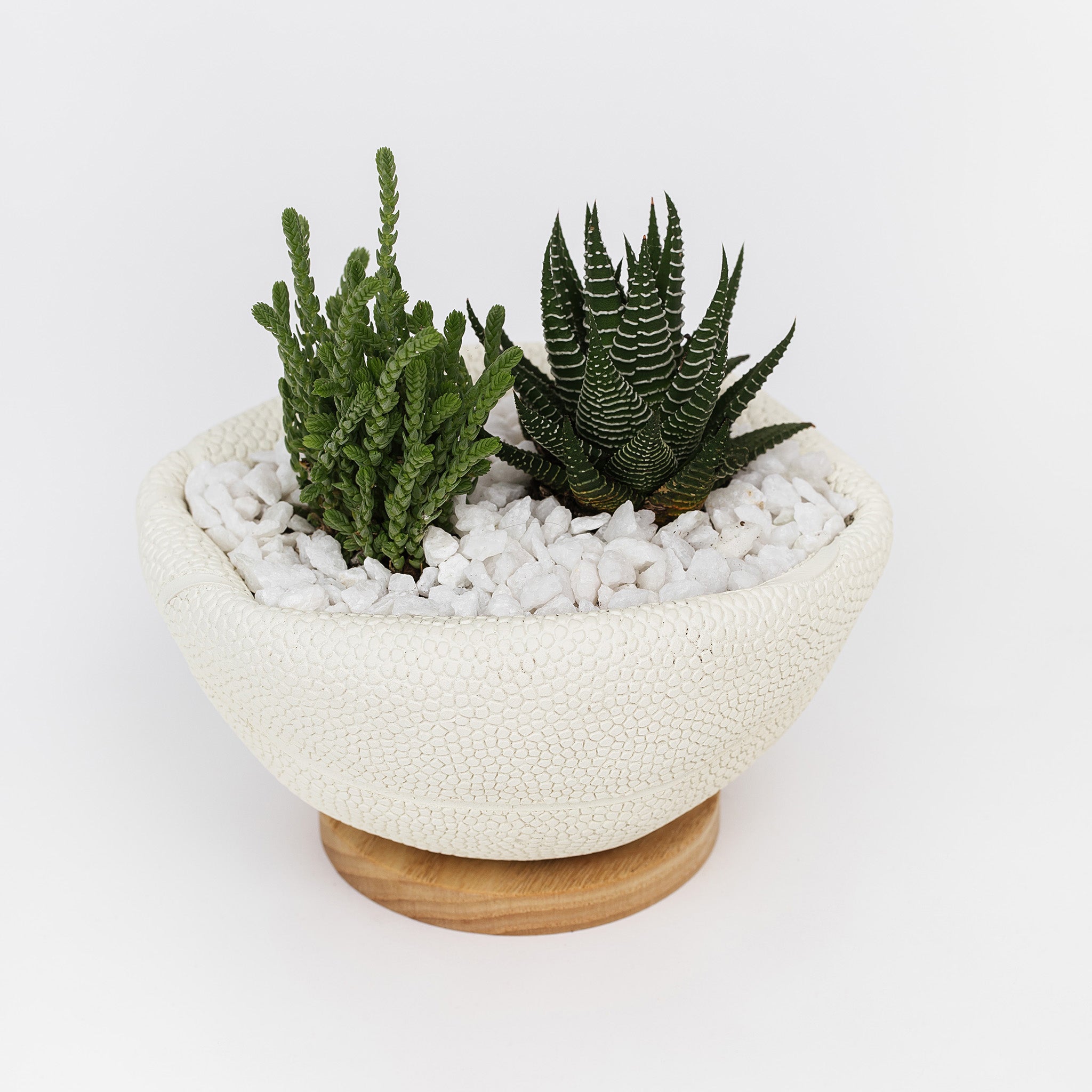 Mini basketball bowl planted with succulents 